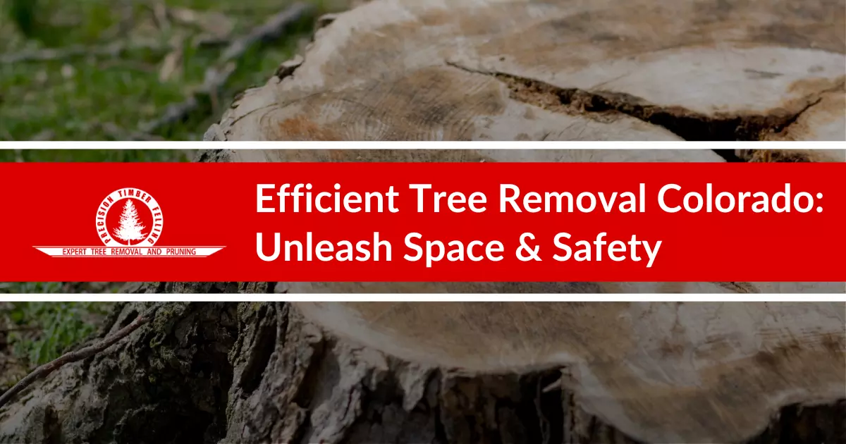Efficient Tree Removal Colorado_ Unleash Space _ Safety