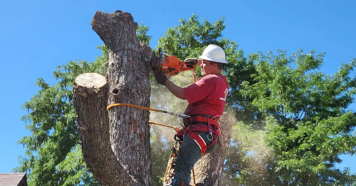 How Can You Prevent Future Tree Removal