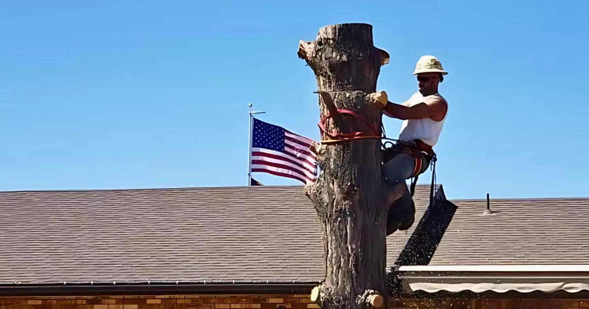 How to Safely Remove A Tree