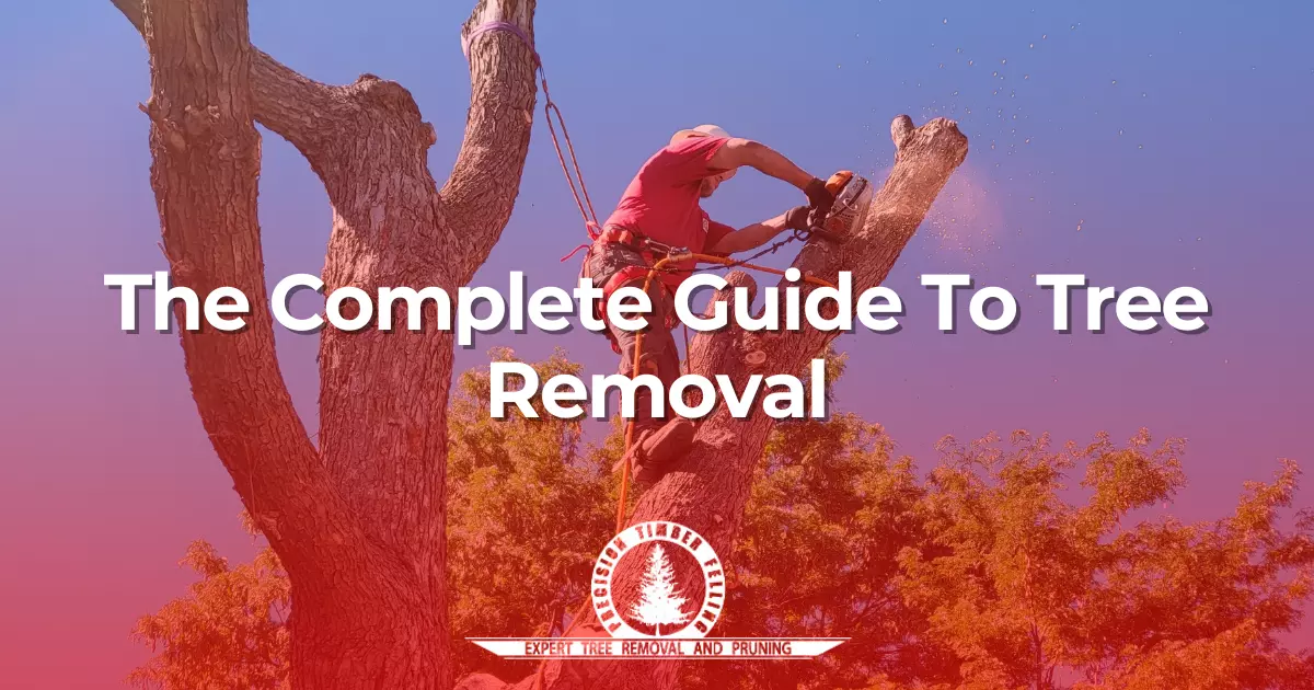 The Complete Guide To Tree Removal