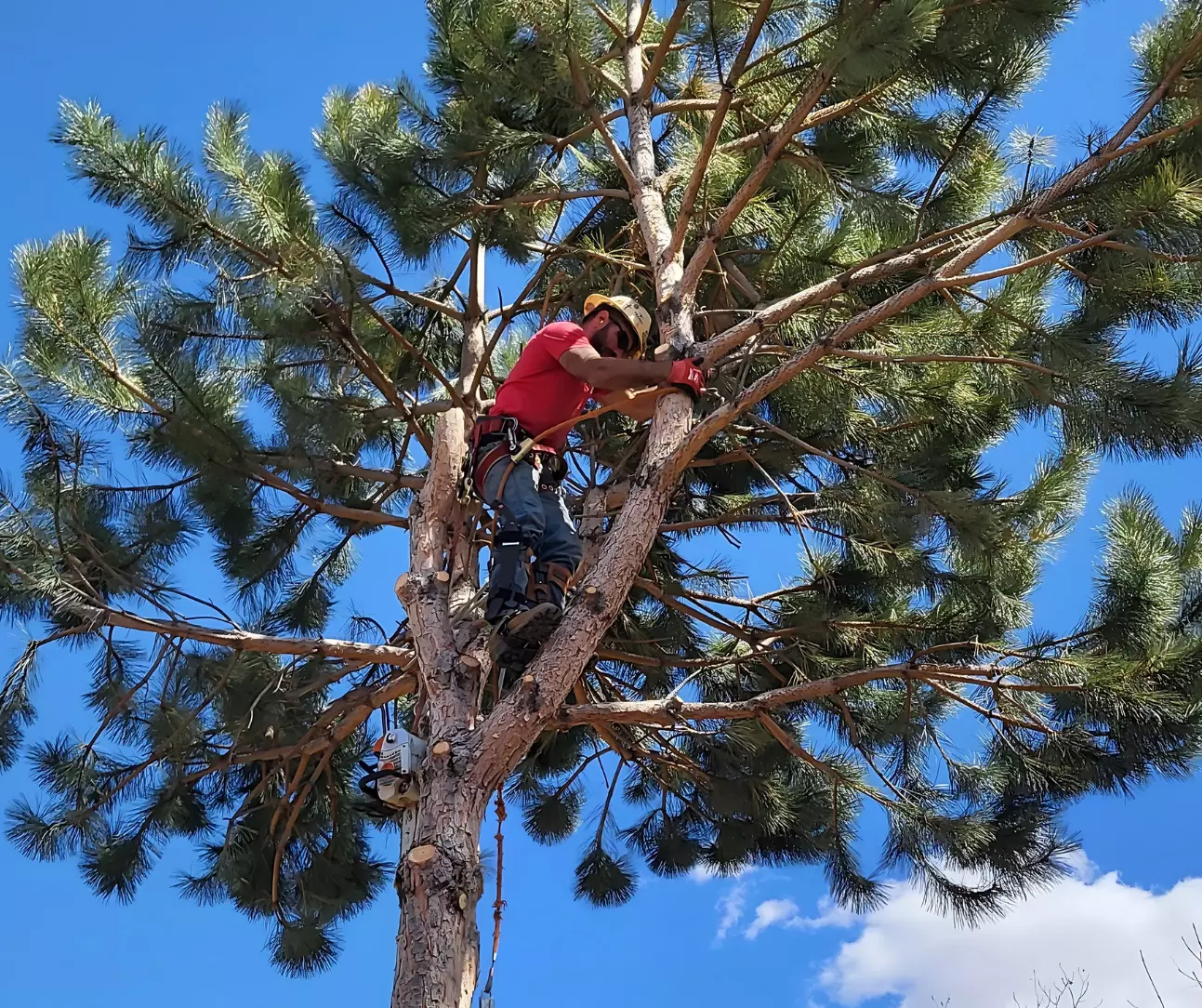 Tree Services for Pristine Landscapes in Colorado