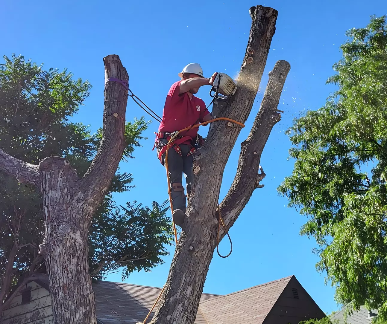 Trusted Arborist for Tree Care in Loveland CO