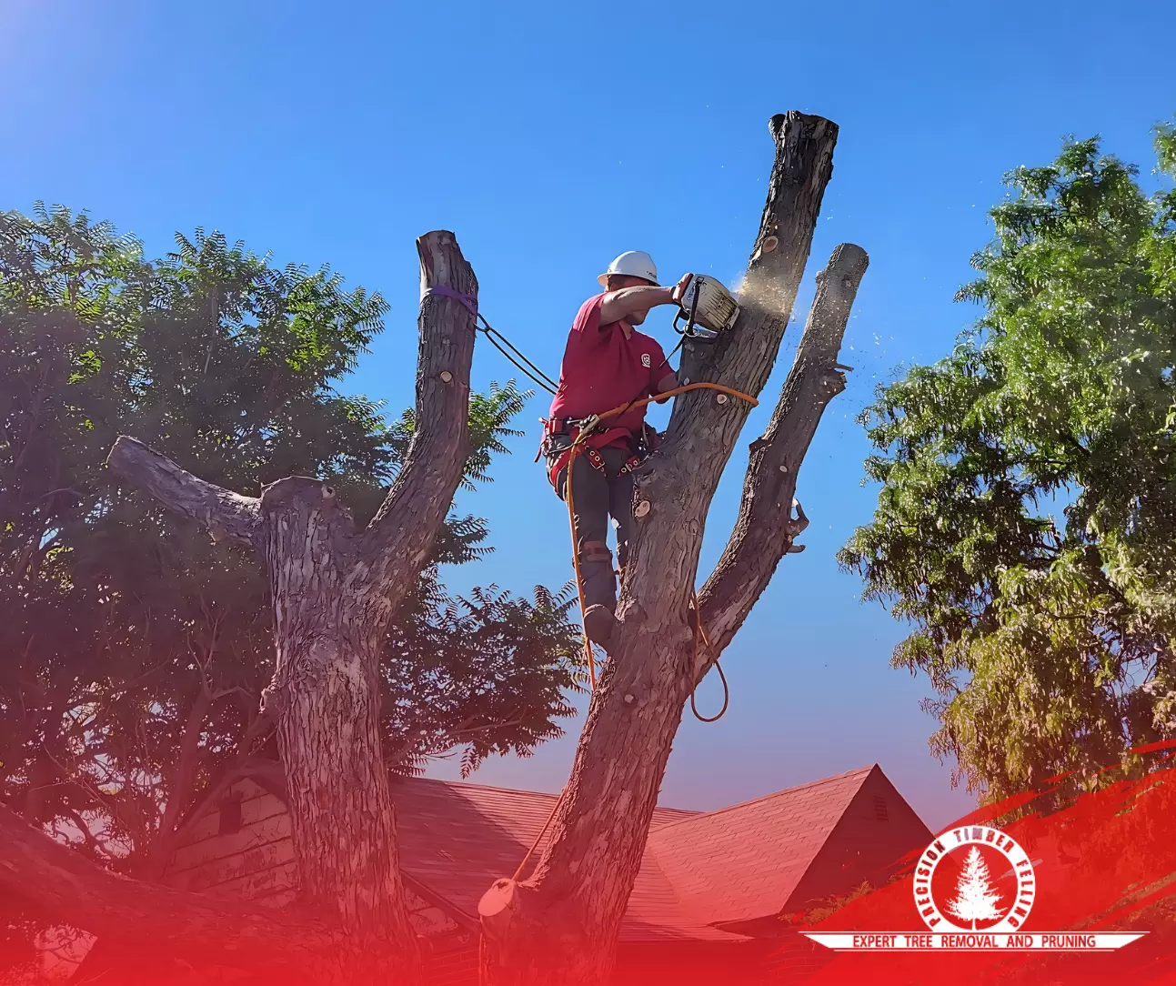 About Our Professional Tree Service Company in Berthoud, Colorado About Our Professional Tree Service Company in Berthoud Colorado
