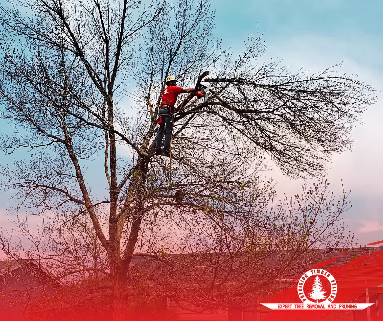 About Our Professional Tree Service Company in Longmont, Colorado About Our Professional Tree Service Company in Longmont Colorado