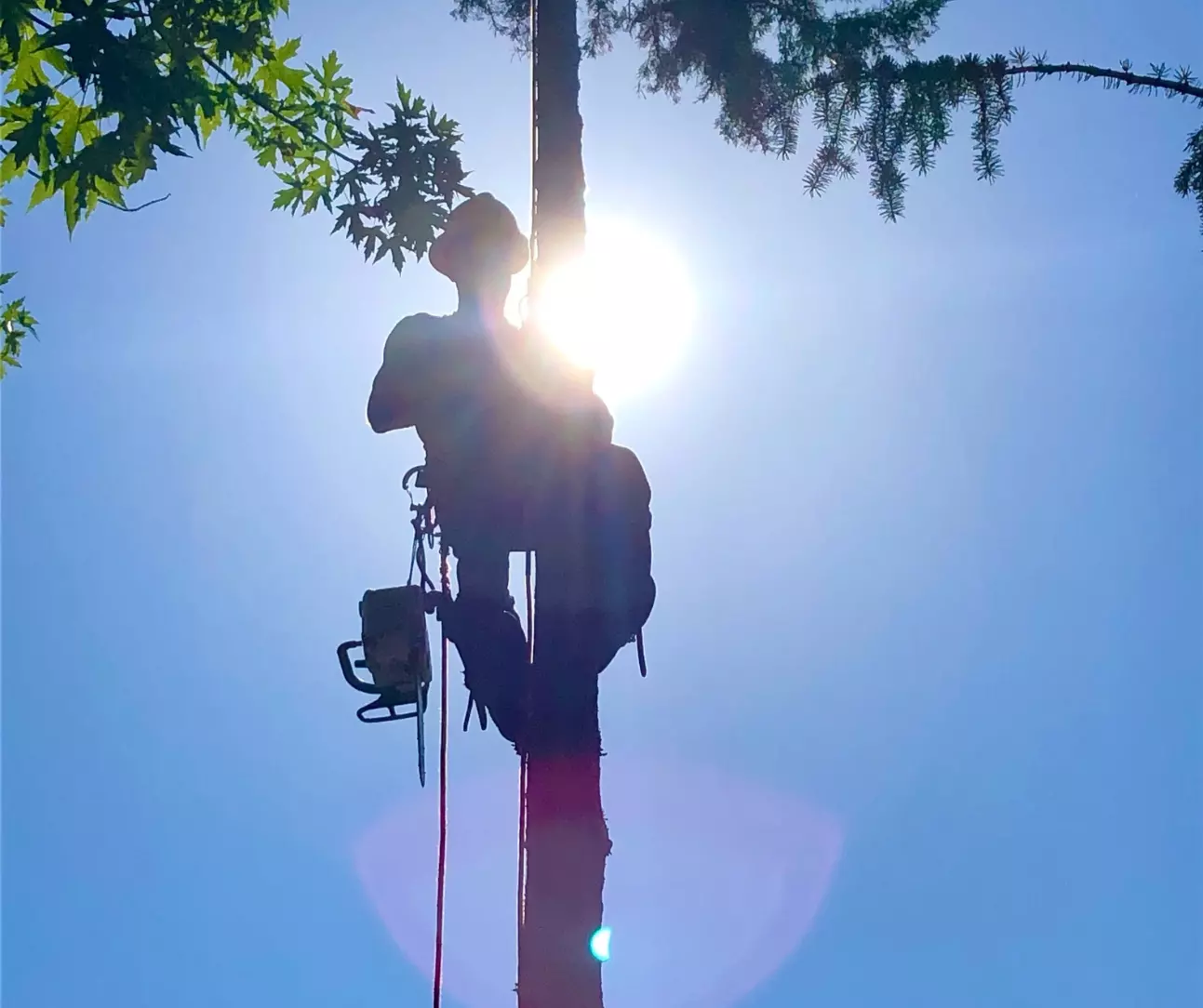 Reliable Tree Care Services in Greeley CO