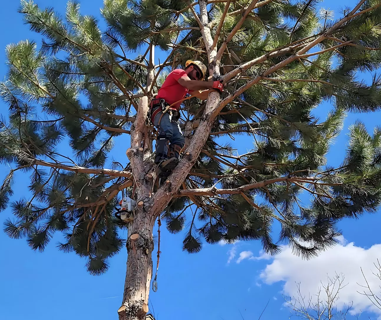 Reliable Tree Services in Longmont CO