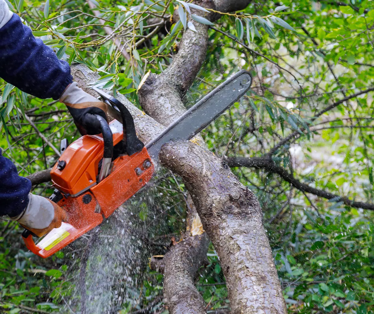 Tree Trimming Services in Longmont CO