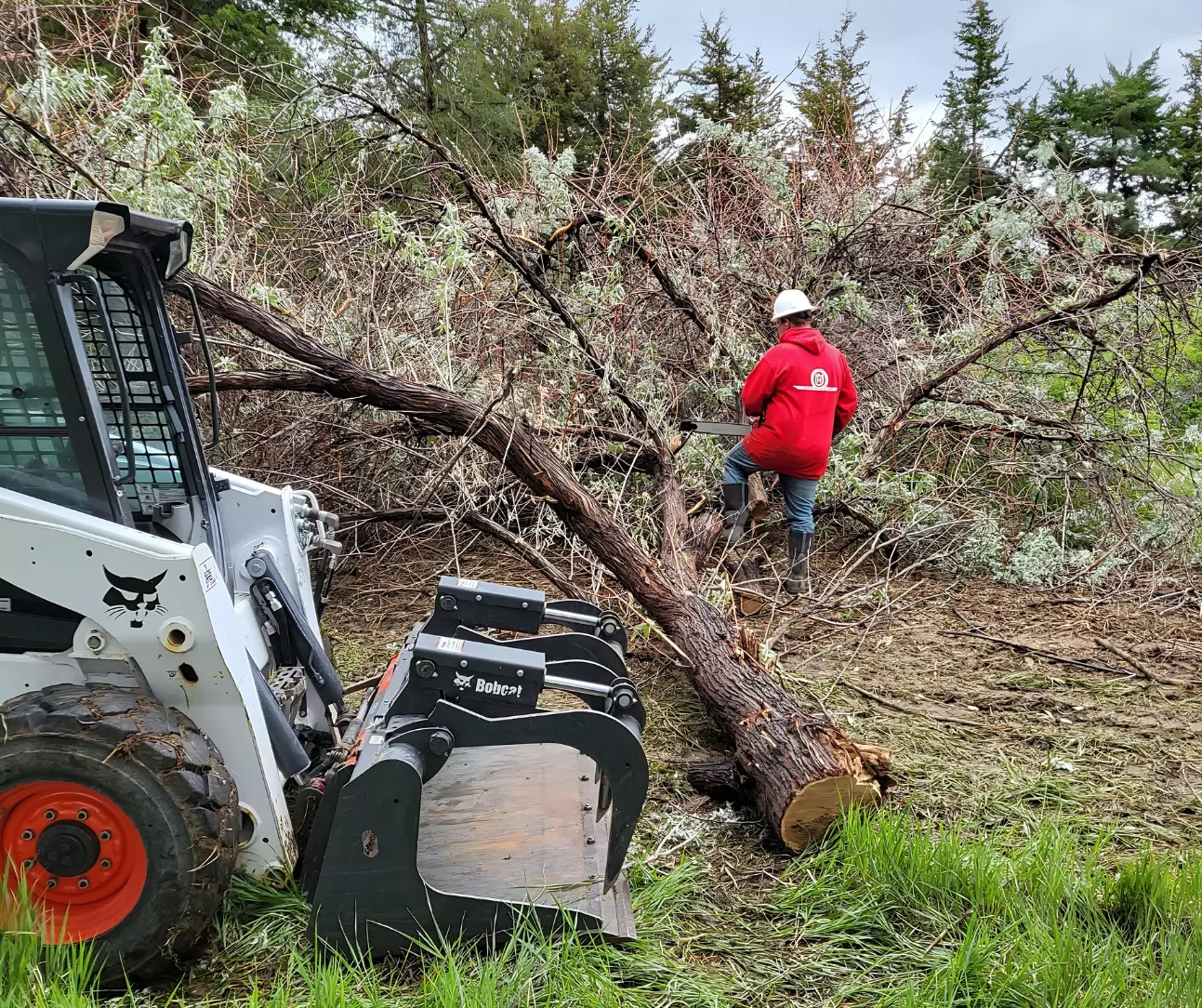 Unmatched Tree Services in Berthoud CO