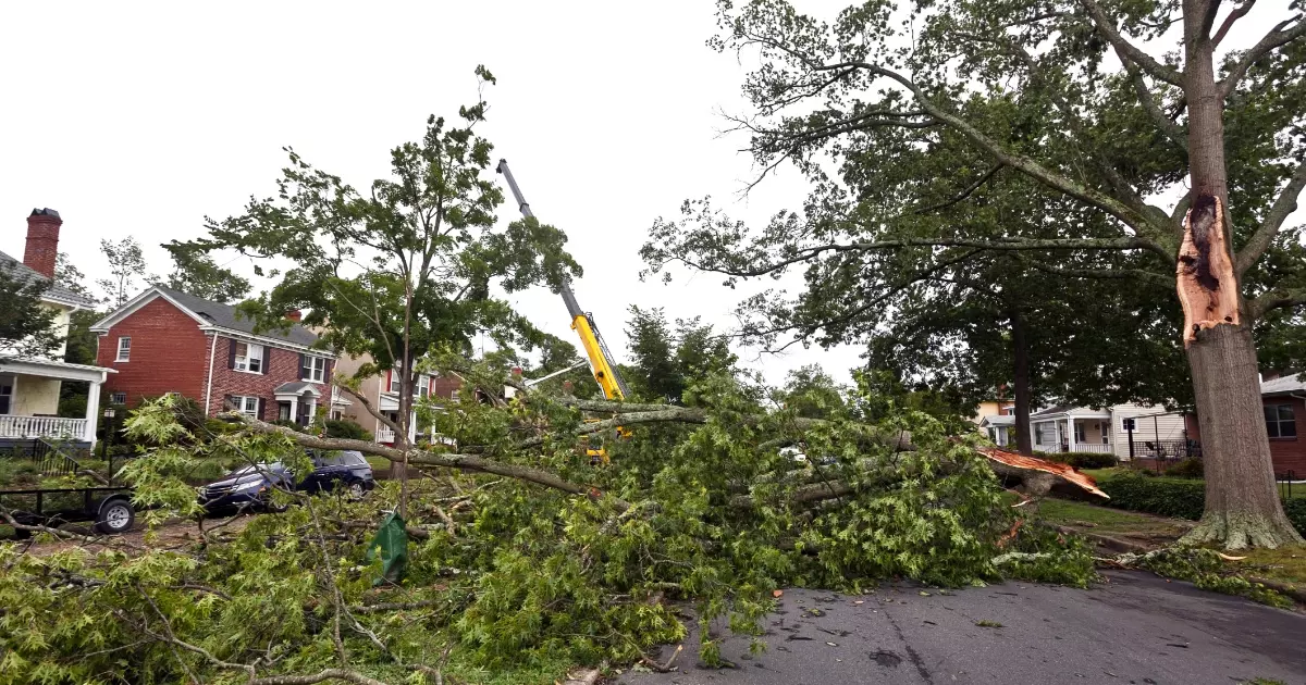 A tree fallen down on the street 