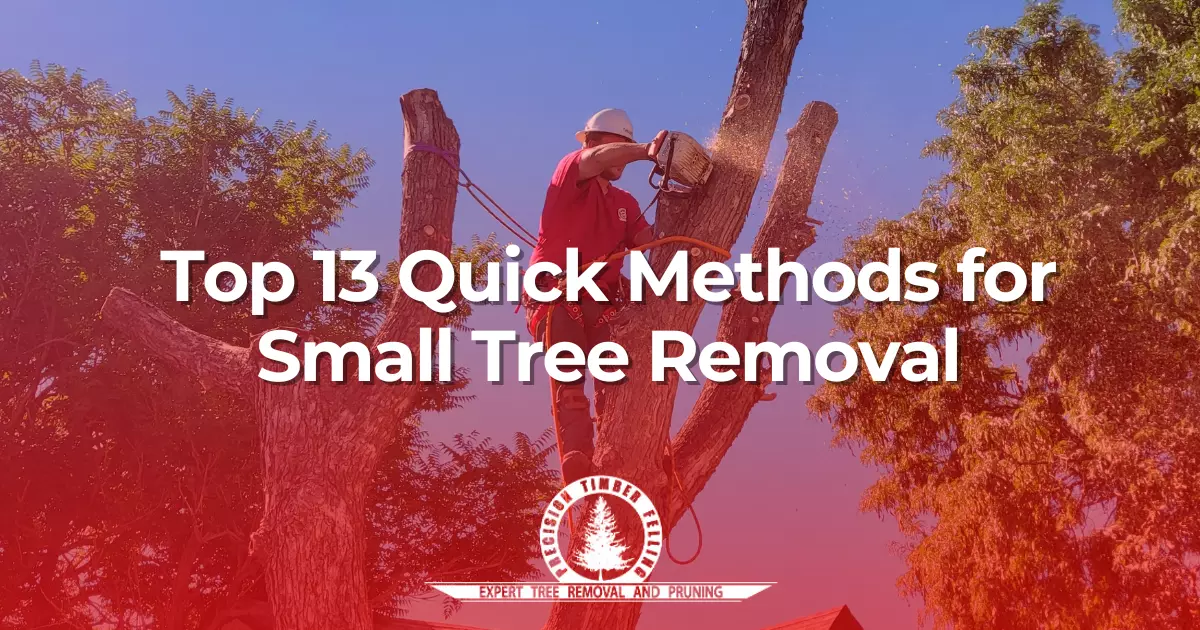 Small Tree Removal