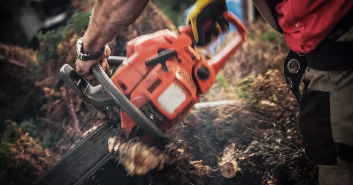 A person cutting a timber using a red chainsaw