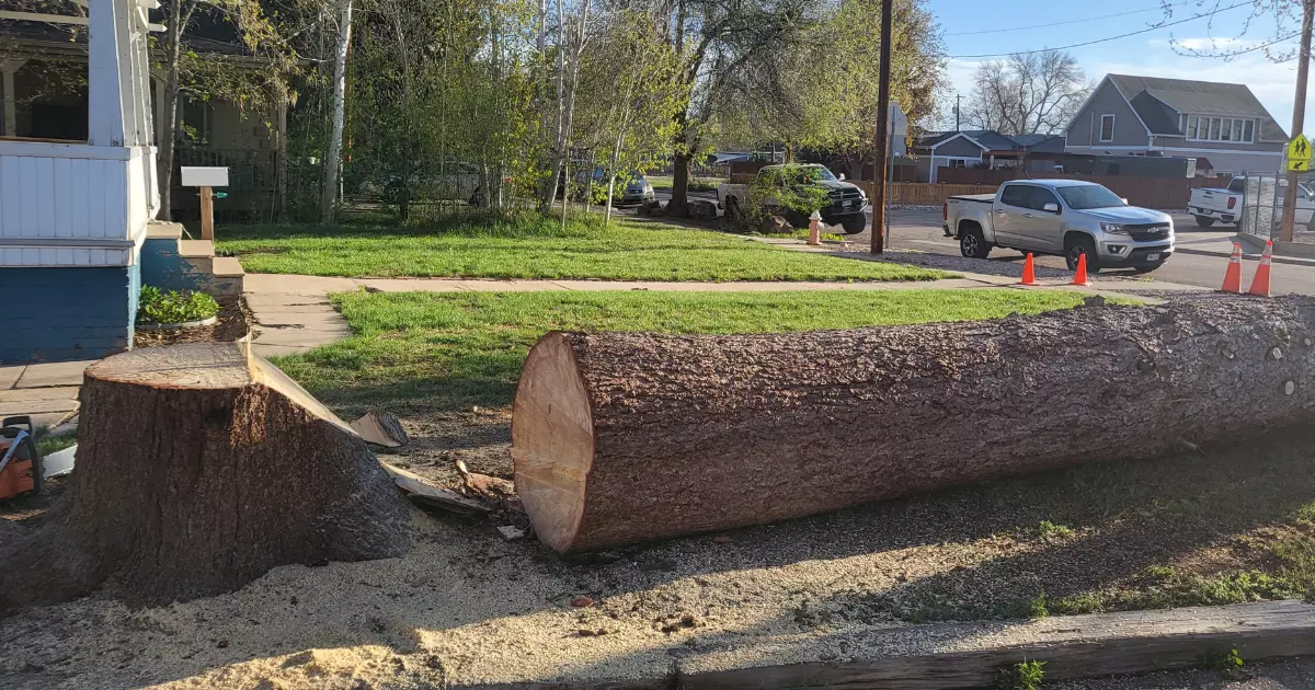 A large log lying on the ground