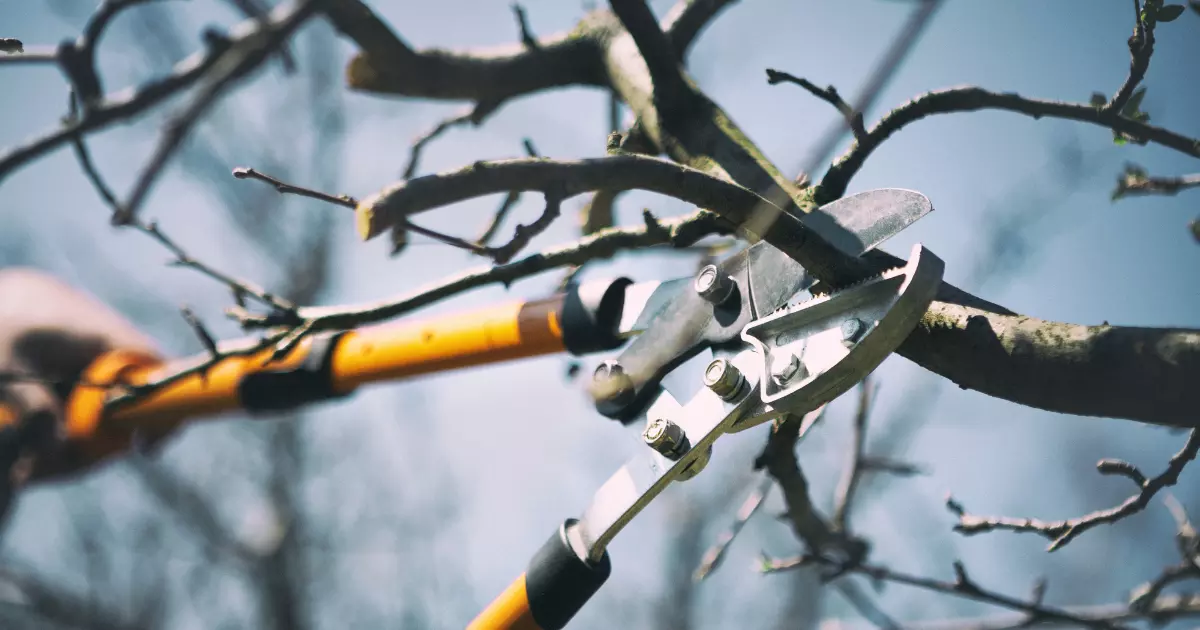 A close-up of a tree pruning shears