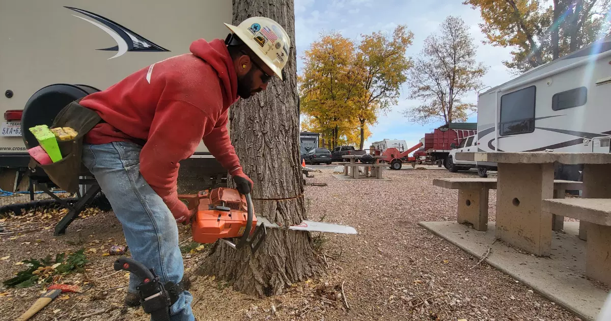 A person using a chainsaw to cut a tree 