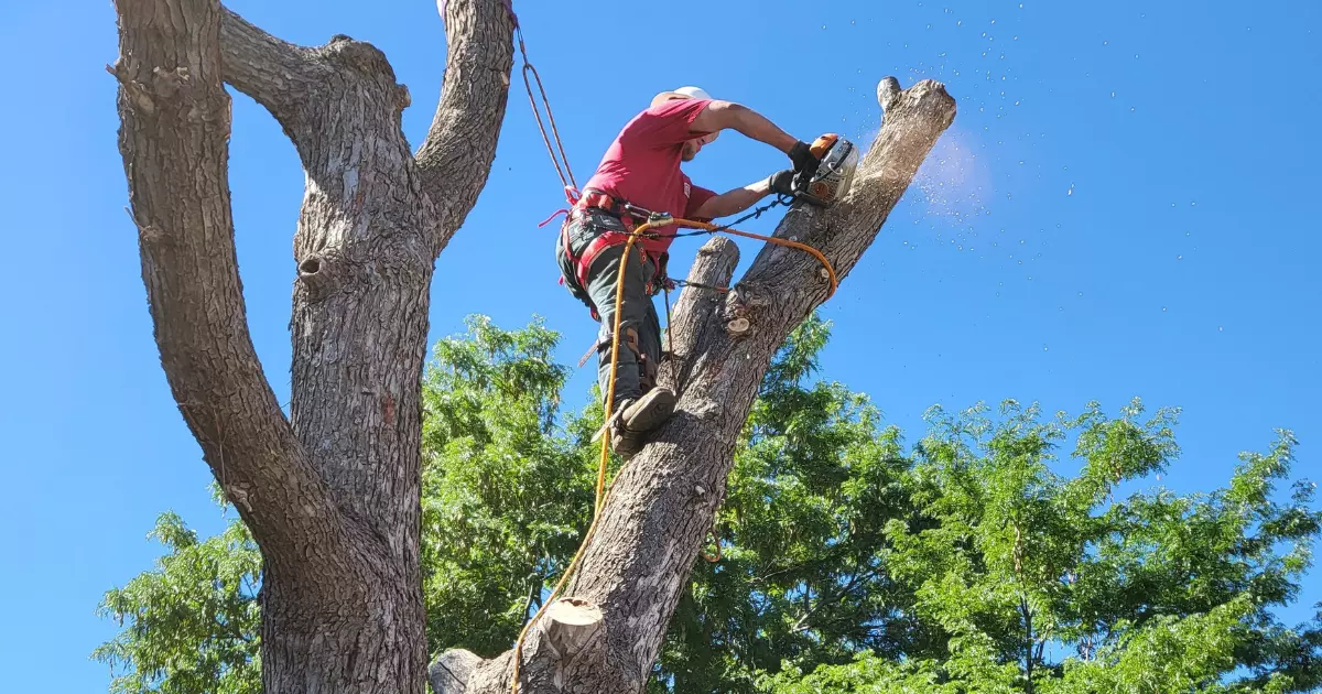 A person cutting a branch of tree 