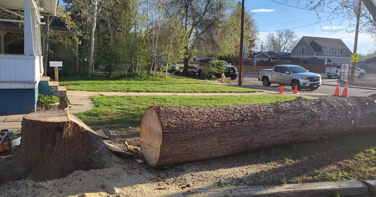 A large log lying on the ground