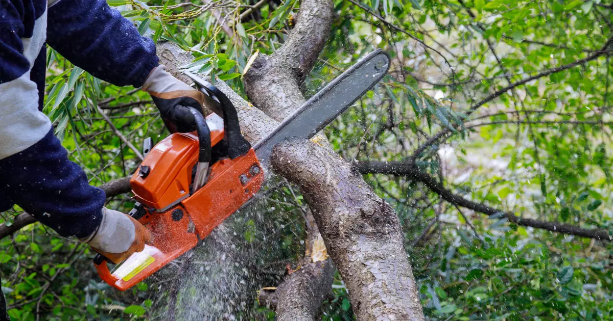 A person cutting a tree with a chainsaw