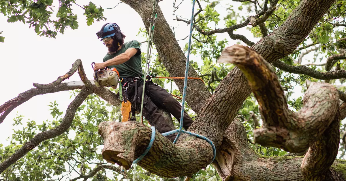 A man sitting on tree branch while using a chainsaw to cut the branches off