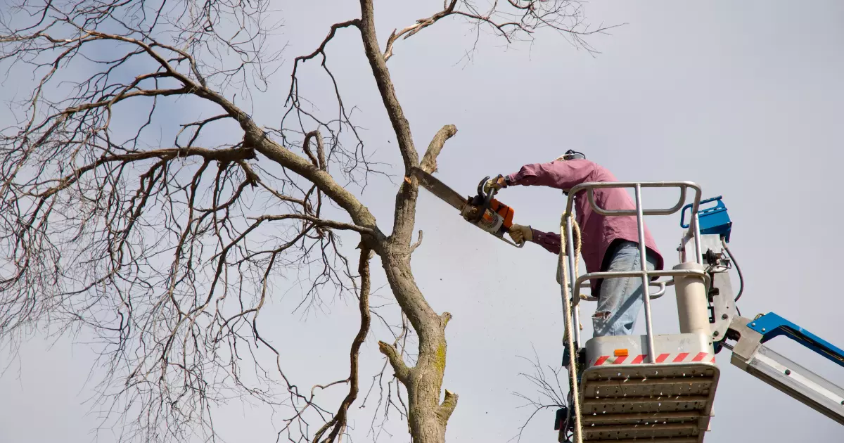 A professional tree trimmer on a lift cutting a dead tree branch with a chainsaw