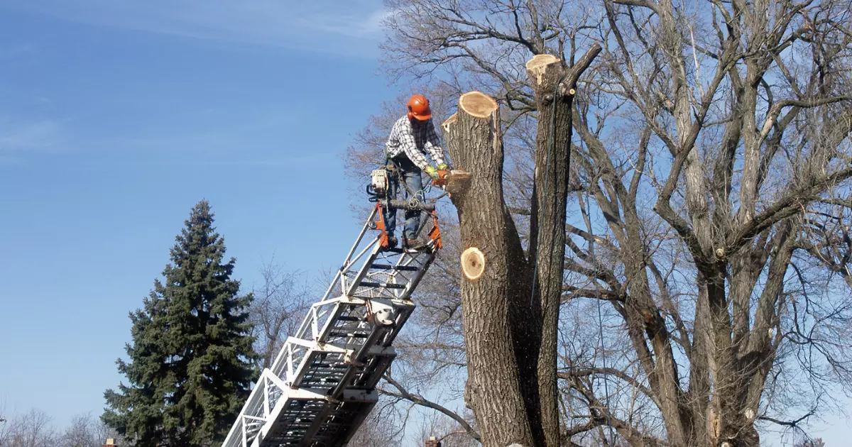 A professional tree trimmer on a tall ladder removing thick tree trunks with a chainsaw