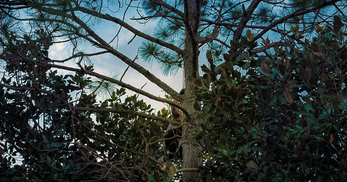 A professional tree trimmer working high in a tree surrounded by dense branches