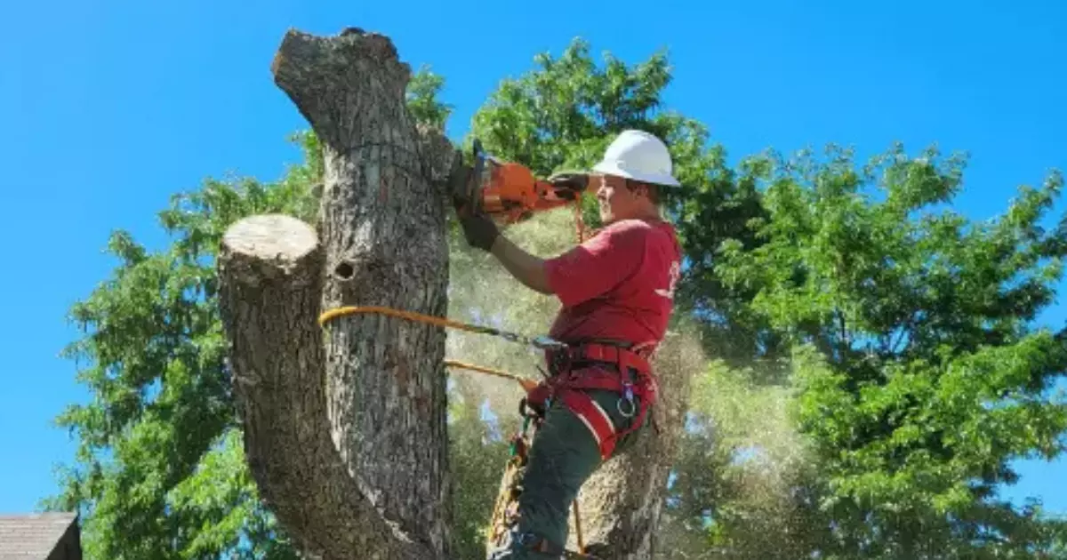 A professional arborist in safety gear cutting a large tree branch with a chainsaw while secured by a harness, illustrating the expertise of local arborists in Loveland in safe and efficient tree care.