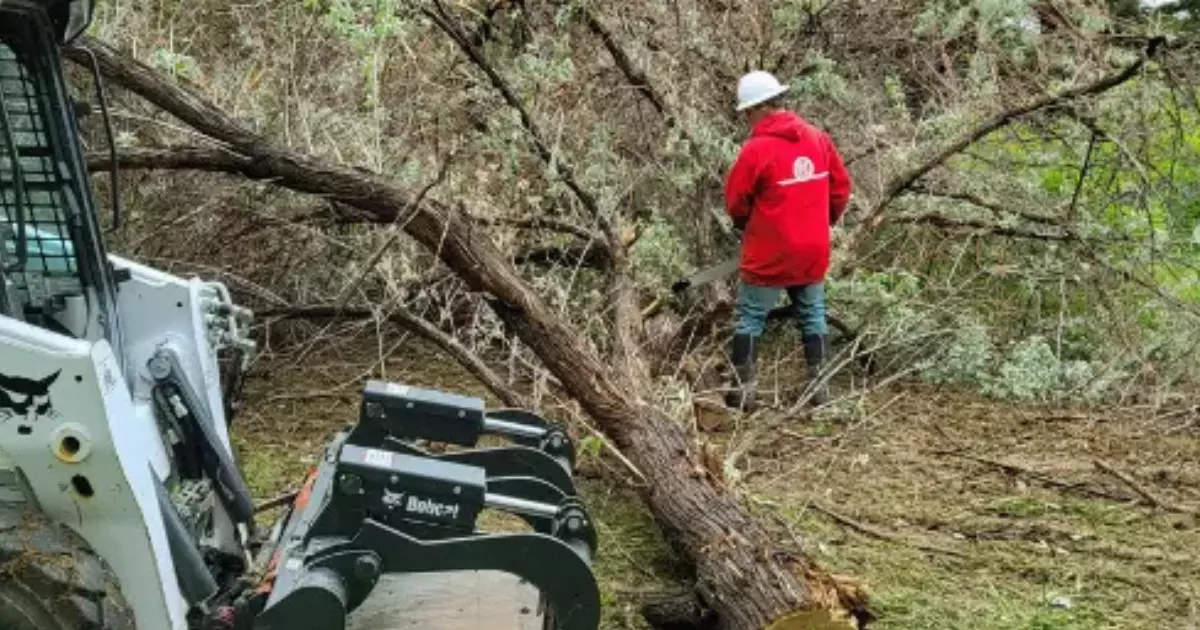 A professional arborist in a red jacket and hard hat clearing fallen trees using a chainsaw and heavy equipment, demonstrating how local arborists in Loveland handle storm damage and tree removal