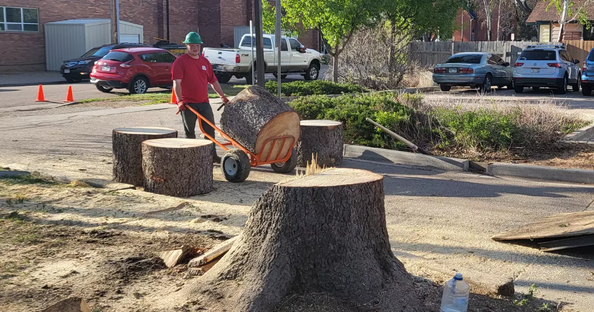 Tree cutting contractors hauling large tree stumps