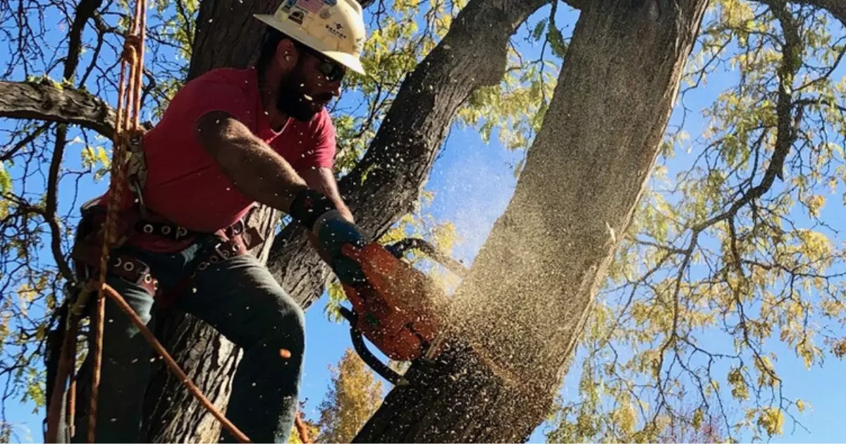 Tree cutting contractors trimming branches at height