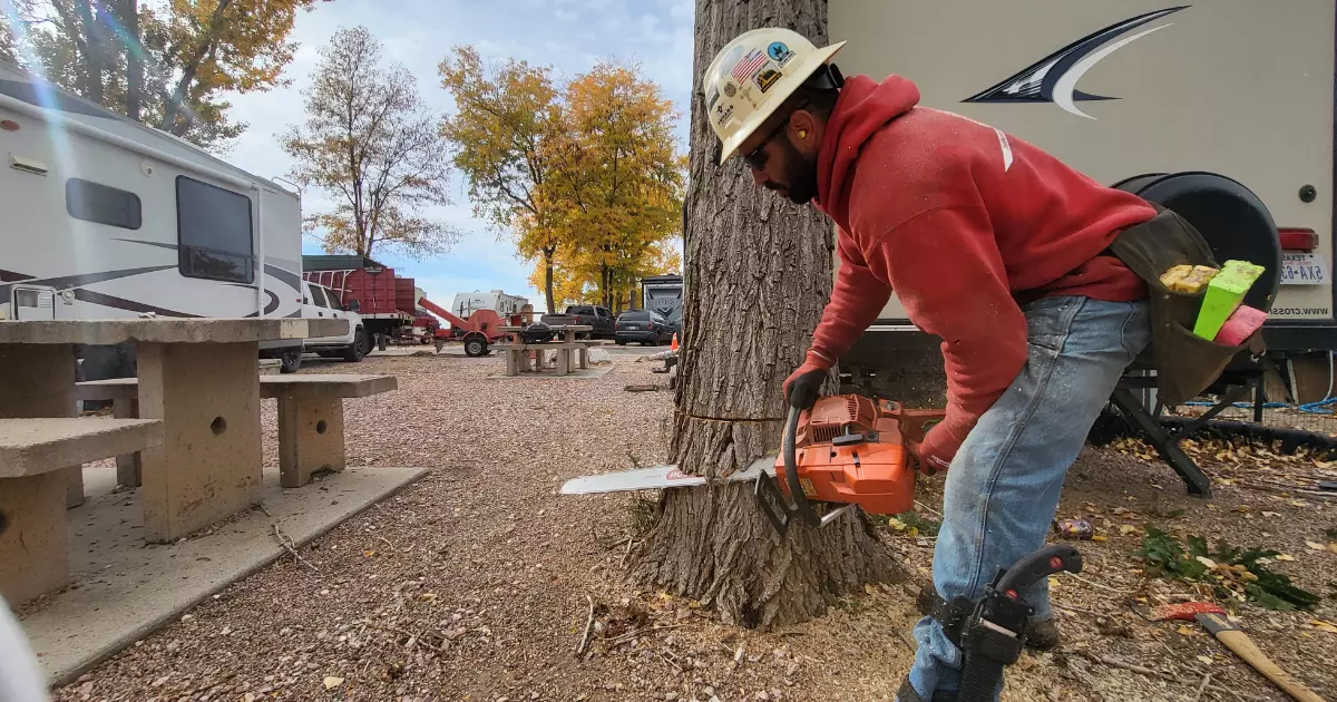 Tree cutting contractors working at a campsite