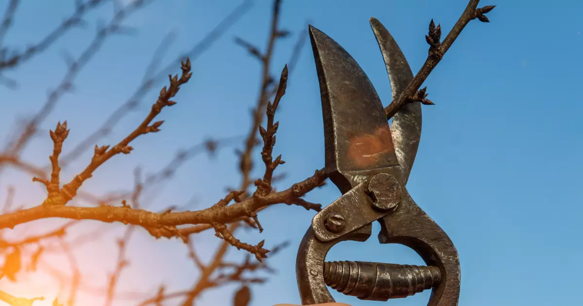Close up of pruning shears trimming small tree branches