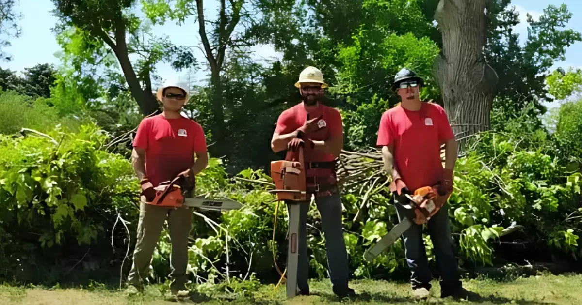 Tree service crew with chainsaws ready for pruning tree branches