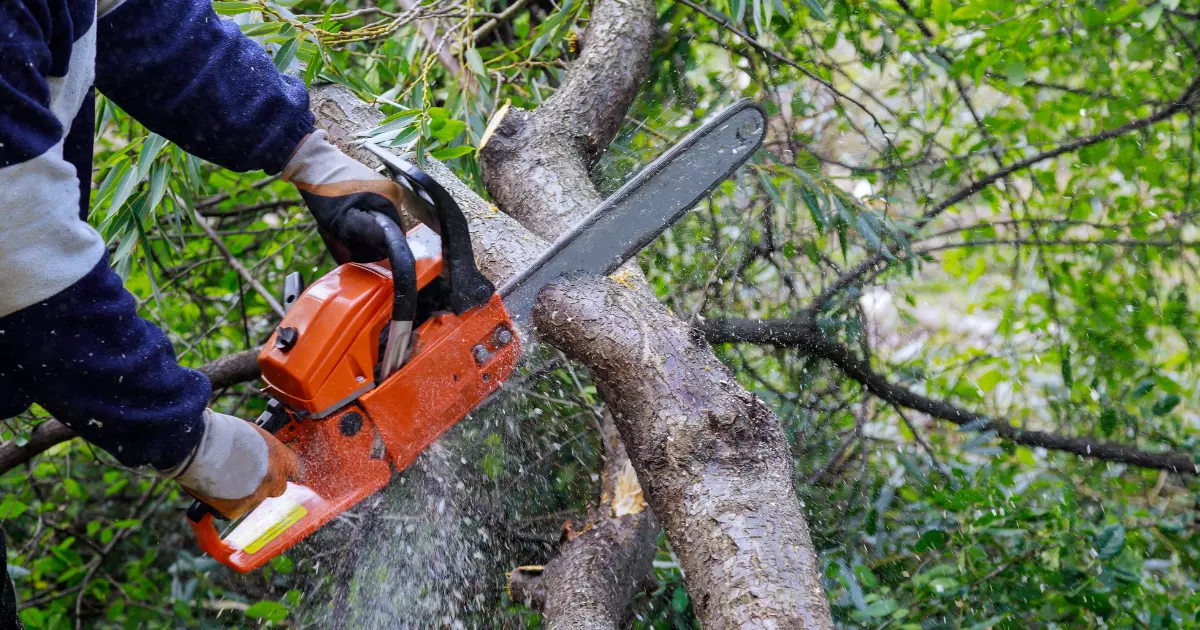Worker using a chainsaw for pruning tree branches